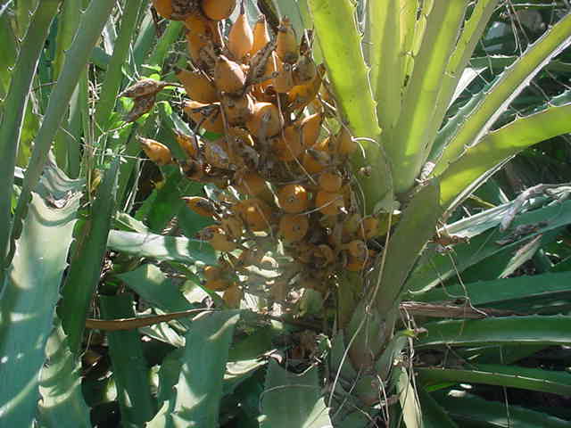 Piña de ratón